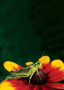 Guide to Organic Pest Control Image